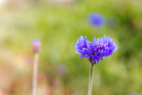 포토 JPG 해외이미지 식물 꽃 분홍색 꽃무늬 밭 자연 양파 사람없음 초록색 파란색 정원 보라색 봄 벚꽃 허브 라벤더 내추럴 수레국화 해외포토 계절 컬러 무늬 농업 채소 생태계 파일형식 이미지허브