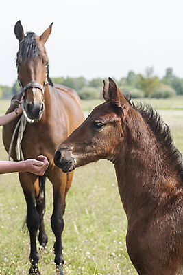 포토 JPG 해외이미지 동물 1 응시 백그라운드 밭 자연 엄마 새로움 사람없음 야외 빨간색 초록색 반려동물 컬러풀 농장 갈색 머리 맑음 봄 시골 아기 신생아 승마 작음 망아지 해외포토 시선 계절 새끼 스포츠 컬러 컨셉 농업 가족 날씨 사람 신체부위 말_동물 크기 생태계 파일형식 이미지허브