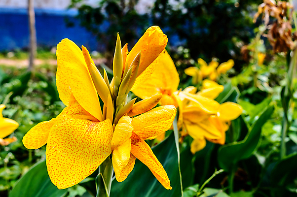 포토 JPG 해외이미지 식물 라이프스타일 계절 꽃잎 꽃 백그라운드 컨셉 잎 꽃무늬 태국 자연 국립공원 사람없음 야외 빨간색 초록색 여름 컬러풀 햇빛 노란색 정원 맑음 봄 성장 벚꽃 신선 개화 허브 원예 식물원 부드러움 해외포토 공원 아시아 컬러 무늬 날씨 취미 생활 태양 감각 생태계 파일형식 이미지허브
