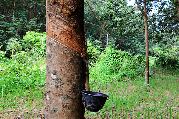 포토 JPG 해외이미지 나무 식물 아시아 도로 길 바다 가구 농업 비즈니스 태국 자연 사람없음 야외 빨간색 농장 정원 동남아시아 산책 우유 액체 목표 콜롬비아 만들기 에콰도르 브라질 고무 깊이 라텍스 베네수엘라 줄서기 페루 해외포토 나라 산업 컬러 생활용품 컨셉 교통시설 모션 휴식 유제품 남아메리카 생태계 파일형식 이미지허브