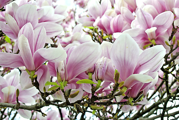 포토 JPG 해외이미지 주간 풍경 사람없음 야외 봄 목련 해외포토 자연요소 계절 꽃 파일형식 이미지허브