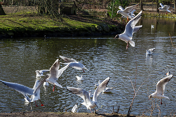 포토 JPG 해외이미지 동물 공원 호수 야생동물 포즈 백그라운드 날개 모션 자연 갈매기 조류 잉글랜드 풍경 성인 사람없음 야외 물 회색 흰색 연못 그룹 소프트포커스 깃털 런던 물새 블러 많음 해외포토 자연요소 공공시설 컬러 컨셉 영국 촬영기법 사람 생태계 파일형식 이미지허브