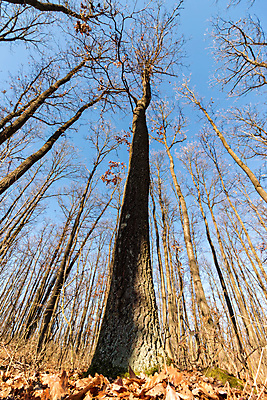 포토 JPG 해외이미지 나무 계절 공원 여행 백그라운드 잎 자연 휴식 풍경 사람없음 야외 여름 빛 햇빛 갈색 환경 맑음 봄 꿈 가을 시골 숲 내추럴 옛날 해외포토 식물 공공시설 컬러 컨셉 날씨 태양 생태계 파일형식 이미지허브