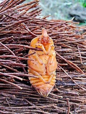 포토 JPG 해외이미지 나무 식물 아시아 야생동물 여행 곤충 백그라운드 잎 절지류 날개 자연 검은배경 풍경 사람없음 야외 빨간색 물 여름 빛 환경 정원 검은색 성장 흰색 해충 벌레 작음 묘사 코코넛 코뿔소 내추럴 기어가기 고립 몬스터 해외포토 자연요소 동물 계절 나라 컬러 과일 포유류 모션 크기 생태계 파일형식 이미지허브