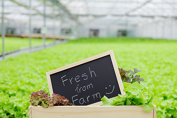 포토 JPG 해외이미지 백그라운드 컨셉 농업 다이어트 채소 비즈니스 자연 건강 실험 사람없음 초록색 물 농장 정원 샐러드 수확 신선 확대 농부 상추 나무상자 분필 유기농 생물학 양배추 서명 매각 온실 비건 해외포토 자연요소 직업 웰빙 교육 산업 음식 컬러 상자 초크 생태계 채식주의자 파일형식 이미지허브