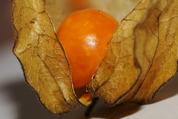 포토 JPG 해외이미지 식물 전통 계절 열매 꽃 음식 잎 다이어트 토마토 오렌지 과일 자연 탁자 디저트 건강 요리 사람없음 노란색 중국 놀람 껍질 신선 원형 체리 황금 달콤 맛 작음 망토 먹기 날것 구스베리 땅바닥 숙성 식용 이국적 페루 페스츄리 해외포토 도형 감정 아시아 빵 컬러 가구 컨셉 채소 모션 바닥 표정 남아메리카 크기 생태계 파일형식 이미지허브
