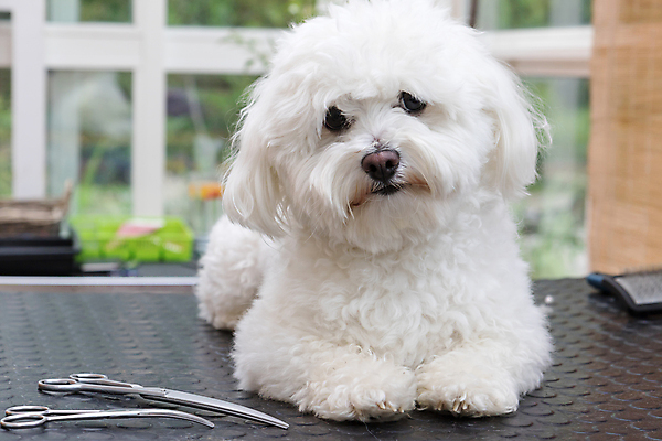 포토 JPG 해외이미지 탁자 실내 사람없음 반려동물 개 테리어 돌봄 미용가위 애견미용 해외포토 동물 가구 포유류 모션 가위_도구 내부 뷰티 미용용품 파일형식 이미지허브