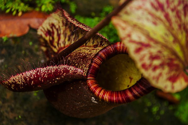포토 JPG 해외이미지 식물 잎 태국 자연 종류 육류 사람없음 컵 정원 원숭이 잡기 벌레 숲 위험 주머니 육식동물 육식 멸종 올가미 잭 포수 말레이시아 아마존 이국적 해외포토 동물 식기 아시아 곤충 컨셉 식재료 포유류 모션 야구선수 생태계 파일형식 이미지허브