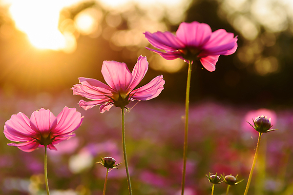 포토 JPG 해외이미지 식물 꽃 분홍색 꽃무늬 오렌지 자연 사람없음 야외 초록색 컬러풀 태양 노란색 환경 일몰 봄 벚꽃 개화 황금 저녁 코스모스 장면 내추럴 생태학 해외포토 자연요소 계절 교육 컬러 무늬 과일 노을 야간 생태계 파일형식 이미지허브