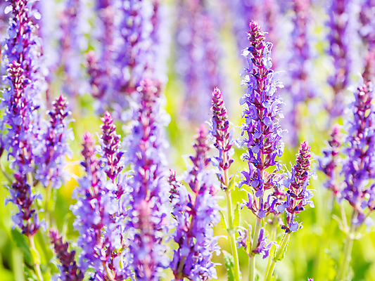 포토 JPG 해외이미지 백그라운드 자연 사람없음 보라색 봄 풀잎 화려 세이지꽃 해외포토 계절 꽃 컬러 컨셉 잎 풀_식물 생태계 파일형식 이미지허브