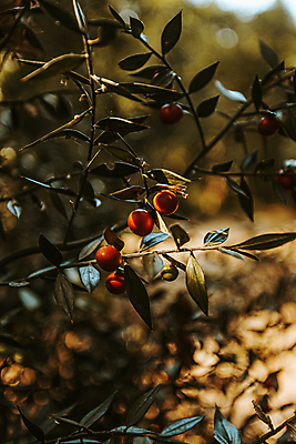 포토 JPG 해외이미지 꽃 선 손가락 벽지 바닥 파노라마 사랑 사람없음 가로 빛 햇빛 평화 일출 일본 일몰 활발 성장 최고 떨어짐 장면 부드러움 라벤더 무료 블러 파스텔톤 필터 카피스페이스 효과 해외포토 식물 손 감정 아시아 컬러 컨셉 촬영기법 태양 노을 공백 감각 허브 파일형식 이미지허브