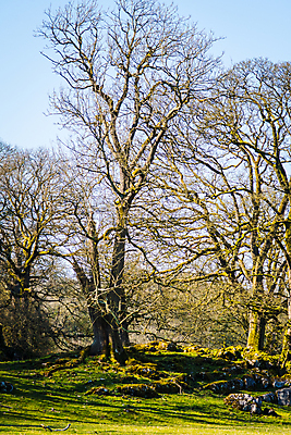 포토 JPG 해외이미지 나무 식물 구름 겨울 밭 농업 자연 하늘 풍경 사람없음 태양 봄 숲 싱글 호두 벌거벗은 가문비나무 겨울풍경 해외포토 자연요소 계절 산업 견과류 생태계 파일형식 이미지허브
