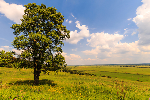 포토 JPG 해외이미지 나무 식물 구름 계절 백그라운드 밭 자연 하늘 날씨 풍경 잔디 사람없음 초록색 여름 파란색 빛 햇빛 환경 맑음 흰색 시골 땅 장면 내추럴 수평선 해외포토 자연요소 컬러 농업 태양 생태계 파일형식 이미지허브