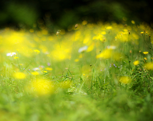 포토 JPG 해외이미지 식물 계절 꽃잎 꽃 백그라운드 잎 꽃무늬 밭 자연 하늘 파노라마 풍경 사람없음 야외 초록색 여름 파란색 햇빛 태양 노란색 환경 정원 맑음 봄 벚꽃 시골 신선 개화 유채 내추럴 해외포토 자연요소 컬러 무늬 농업 날씨 촬영기법 생태계 파일형식 이미지허브