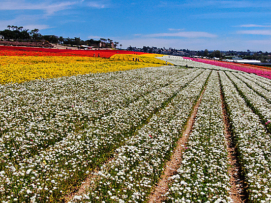 포토 JPG 해외이미지 식물 계절 꽃잎 꽃 분홍색 백그라운드 꽃무늬 밭 농업 오렌지 비즈니스 자연 노동자 풍경 사람없음 빨간색 초록색 여름 컬러풀 농장 노란색 여행객 정원 미국 봄 벚꽃 시골 언덕 캘리포니아 양귀비 조감도 해외포토 직업 산업 컬러 북아메리카 무늬 과일 사람 생태계 파일형식 이미지허브