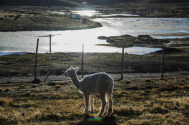 포토 JPG 해외이미지 동물 1 야생동물 백그라운드 포유류 자연 하늘 미소 풍경 사람없음 파란색 갈색 미국 사막 흰색 남쪽 내추럴 고립 라마 알파카 페루 해외포토 컬러 북아메리카 표정 남아메리카 방향 생태계 파일형식 이미지허브