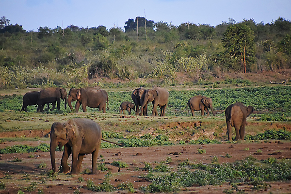 포토 JPG 해외이미지 동물 공원 야생동물 여행 포유류 가족 모션 아프리카 자연 엄마 초식동물 휴가 코끼리 함께함 동양인 풍경 성인 사람없음 걷기 게임 아기 그룹 군중 큼 사파리 장면 멸종 송아지 사바나 수유 스리랑카 전국 평야 많음 해외포토 멸종위기종 공공시설 나라 아시아 새끼 컨셉 관계 놀이 사람 인종 소 크기 생태계 파일형식 이미지허브