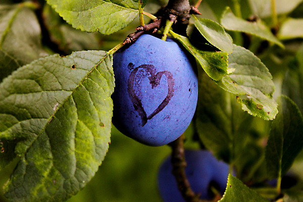 포토 JPG 해외이미지 나무 음식 잎 농업 과일 자연 사람없음 야외 파란색 농장 정원 보라색 주스 수확 나뭇가지 하트 시골 신선 달콤 과수원 다발 친환경 유기농 자두 내추럴 보스니아 숙성 세련 해외포토 모양 식물 웰빙 산업 음료 컬러 환경 맛 생태계 파일형식 이미지허브