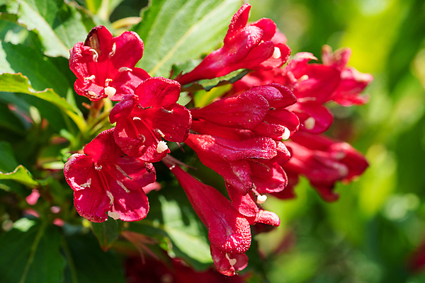 포토 JPG 해외이미지 식물 계절 꽃잎 꽃 잎 꽃무늬 자연 사람없음 야외 빨간색 여름 환경 정원 성장 벚꽃 신선 개화 닫기 관목 생태계 원예 화단 내추럴 영원 해외포토 나무 컬러 무늬 모션 취미 파일형식 이미지허브