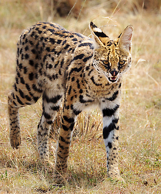 포토 JPG 해외이미지 야생동물 여행 사람없음 해외포토 동물 파일형식 이미지허브