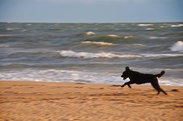 포토 JPG 해외이미지 동물 구름 파도 바다 상징 여행 건축양식 포유류 하늘 바람 항해 따뜻함 사람없음 야외 물 파란색 달리기 일출 항구 황혼 일몰 산책 카페 에너지 자유 도시 보트 역사 황금 개 강아지 호주 방파제 스카이라인 멜버른 해외포토 자연요소 공공시설 건축 컬러 컨셉 배_교통 교통시설 모션 날씨 휴식 반려동물 노을 상점 오세아니아 파일형식 이미지허브