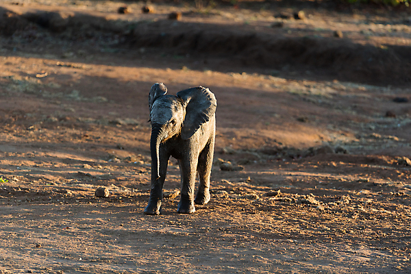 포토 JPG 해외이미지 동물 공원 야생동물 장난 포유류 가족 아프리카 자연 초식동물 코끼리 사람없음 환경 운전 게임 아기 보호 군중 작음 큼 사파리 남쪽 송아지 해외포토 공공시설 나라 새끼 컨셉 관계 모션 놀이 사람 소 크기 방향 생태계 파일형식 이미지허브