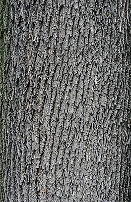 포토 JPG 해외이미지 나무 식물 공원 선 백그라운드 패턴 자연 벽지 표면 추상 사람없음 야외 목재 갈색 환경 회색 거친 숲 피부 묘사 유기농 질감 나무껍질 잡동사니 내추럴 수목 울퉁불퉁 카피스페이스 해외포토 웰빙 공공시설 컬러 무늬 재료 신체부위 공백 껍질 생태계 파일형식 이미지허브