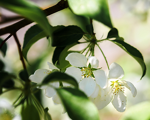 포토 JPG 해외이미지 나무 식물 계절 꽃잎 꽃 백그라운드 잎 자연 사람없음 초록색 여름 정원 봄 벚꽃 흰색 나뭇가지 개화 체리 사과 해외포토 컬러 과일 생태계 파일형식 이미지허브