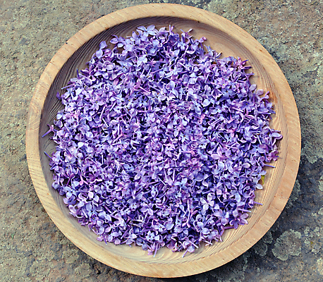 포토 JPG 해외이미지 식물 계절 꽃잎 꽃 꽃다발 백그라운드 꽃무늬 자연 추상 사람없음 목재 머리 정원 보라색 봄 성장 벚꽃 나뭇가지 신선 개화 사발 허브 제비꽃 원예 생물학 심플 부드러움 라일락 파스텔톤 해외포토 나무 교육 컬러 무늬 재료 취미 신체부위 감각 사기그릇 생태계 파일형식 이미지허브