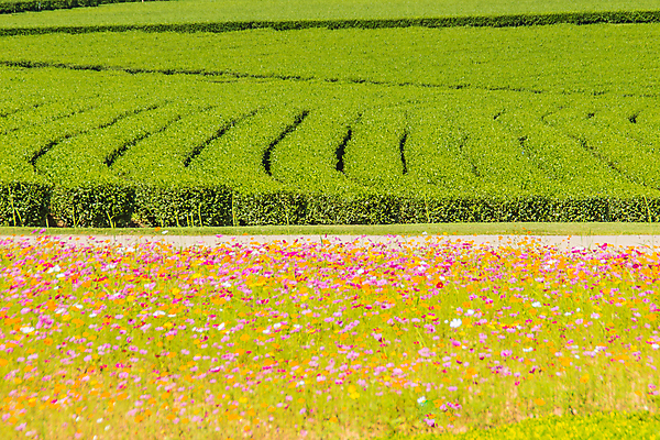 포토 JPG 해외이미지 나무 구름 백그라운드 잎 밭 농업 자연 하늘 산 풍경 경사 사람없음 야외 초록색 여름 파란색 농작물 햇빛 농장 농경지 평화 계곡 희망 침묵 고요 봄 수확 차 녹차 언덕 유기농 원예 격려 내추럴 산악지대 줄서기 해외포토 자연요소 식물 웰빙 계절 감정 산업 음료 컬러 컨셉 모션 취미 차_음료 태양 소리 생태계 파일형식 이미지허브