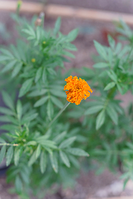 포토 JPG 해외이미지 식물 계절 꽃잎 꽃 꽃다발 백그라운드 꽃무늬 밭 오렌지 자연 사람없음 장식 초록색 컬러풀 약 노란색 정원 미국 봄 활발 벚꽃 신선 개화 약초 유기농 원예 조경 화단 내추럴 금잔화 뒤뜰 아즈텍 텍사스 해외포토 웰빙 컬러 컨셉 북아메리카 무늬 농업 과일 의학 취미 풀_식물 생태계 파일형식 이미지허브