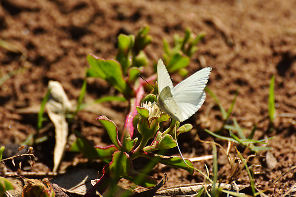 포토 JPG 해외이미지 식물 동물 꽃 야생동물 나비 곤충 백그라운드 잎 날개 자연 안테나 종류 사람없음 야외 가로 초록색 여름 갈색 환경 얼음 검은색 사진촬영 펼침 흰색 벌레 작음 순수 질감 서식지 내추럴 고립 남아프리카 해외포토 자연요소 계절 컬러 컨셉 통신 모션 아프리카 촬영 크기 생태계 파일형식 이미지허브
