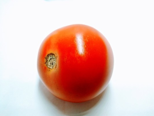 포토 JPG 해외이미지 식물 1 길 클리핑패스 음식 조각 백그라운드 잎 농업 다이어트 토마토 채소 재료 자연 건강 요리 사람없음 빨간색 초록색 정원 샐러드 수확 흰색 신선 그룹 맛 케첩 자르기 싱글 유기농 날것 내추럴 고립 구성 숙성 채식주의자 해외포토 웰빙 산업 컬러 컨셉 모션 소스_음식 생태계 채식 파일형식 이미지허브