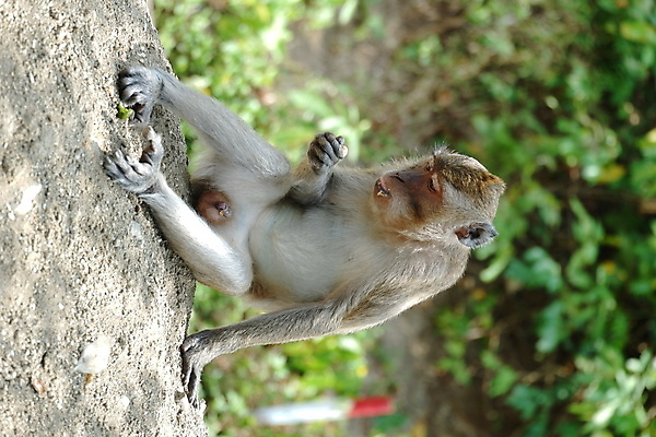 포토 JPG 해외이미지 나무 동물 응시 공원 아시아 얼굴 야생동물 음식 여행 포유류 가족 자연 털 동물원 앉기 동양인 사람없음 야외 초록색 갈색 회색 원숭이 표현 아기 숲 작음 먹기 꼬리 인도네시아 서식지 유인원 동물상 해외포토 식물 시선 공공시설 나라 컬러 관계 모션 사람 인종 신체부위 조형물 크기 생태계 파일형식 이미지허브