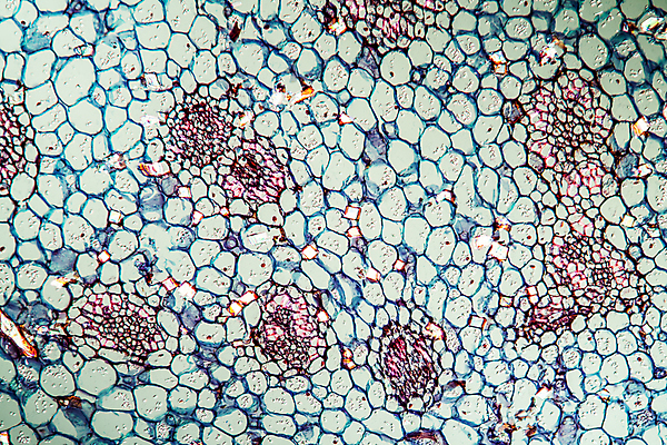 포토 JPG 해외이미지 식물 과학 돋보기 세포 사람없음 장식 빨간색 파란색 조직 칼 확대 작음 아스파라거스 뿌리 붓꽃 해외포토 꽃 컬러 채소 크기 파일형식 이미지허브