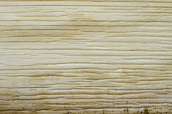 포토 JPG 해외이미지 나무 사람없음 질감 베이지색 카피스페이스 나무배경 해외포토 식물 컬러 백그라운드 공백 파일형식 이미지허브