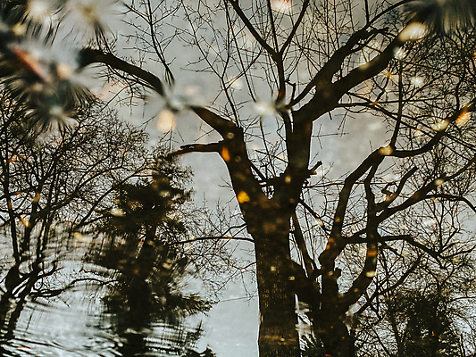 포토 JPG 해외이미지 선 잎 자연 하늘 표면 날씨 추상 휴식 미술 풍경 사람없음 물 반사 어둠 침묵 거울 젖음 가을 죽음 도시 보행로 고독 떨어짐 오솔길 빗방울 질감 웅덩이 장면 해외포토 자연요소 식물 계절 감정 길 컨셉 무늬 문화예술 소리 비_날씨 생태계 파일형식 이미지허브