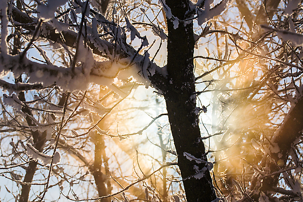 포토 JPG 해외이미지 나무 백그라운드 겨울 자연 날씨 추상 사람없음 야외 빛 햇빛 태양 맑음 안개 나뭇가지 황금 12월 러시아 북쪽 폭설 눈내림 해외포토 자연요소 식물 계절 유럽 무늬 눈_날씨 날짜 자연재해 방향 생태계 파일형식 이미지허브