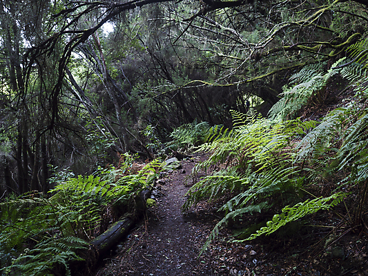 포토 JPG 해외이미지 나무 식물 공원 도로 길 야생동물 백그라운드 낙엽 잎 자연 산 요정 이끼 풍경 사람없음 초록색 물 환경 안개 성장 나뭇가지 황무지 스페인 고독 숲 신비 열대우림 그림 나무껍질 지역 선사시대 양치류 월계수 해외포토 자연요소 동물 공공시설 감정 유럽 컬러 컨셉 교통시설 날씨 껍질 역사 생태계 파일형식 이미지허브