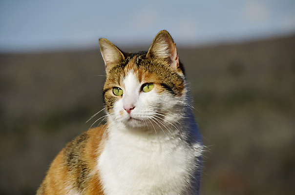 포토 JPG 해외이미지 동물 1 응시 얼굴 오렌지 수염 털 사람없음 반려동물 컬러풀 노란색 검은색 고양이 흰색 모피 해외포토 시선 컬러 과일 포유류 신체부위 파일형식 이미지허브