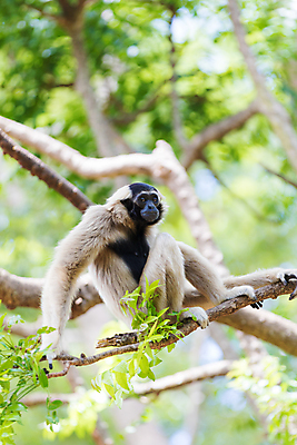포토 JPG 해외이미지 나무 동물 아시아 얼굴 야생동물 포유류 태국 자연 매달리기 동물원 종류 서기 동양인 사람없음 야외 원숭이 표현 입 황금 숲 열대우림 인도네시아 멸종 유인원 배려 팬던트 해외포토 식물 나라 모션 인종 신체부위 생태계 파일형식 이미지허브