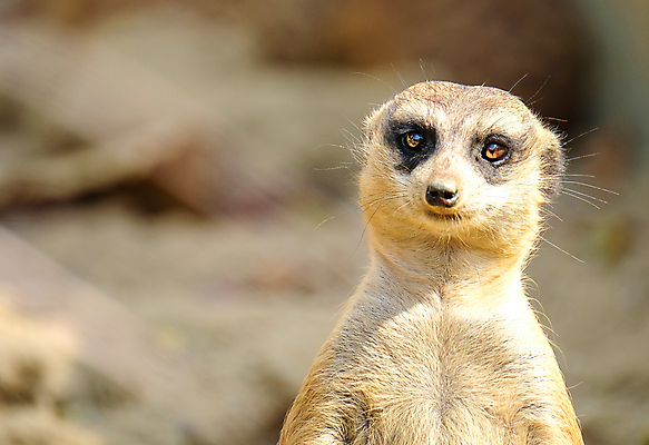 포토 JPG 해외이미지 동물 응시 얼굴 야생동물 백그라운드 포유류 아프리카 자연 생물 털 서기 경비 사람없음 갈색 검은색 사막 흰색 황무지 닫기 작음 경보 고립 미어캣 해외포토 시선 나라 컬러 모션 안전 신체부위 보호 크기 생태계 파일형식 이미지허브
