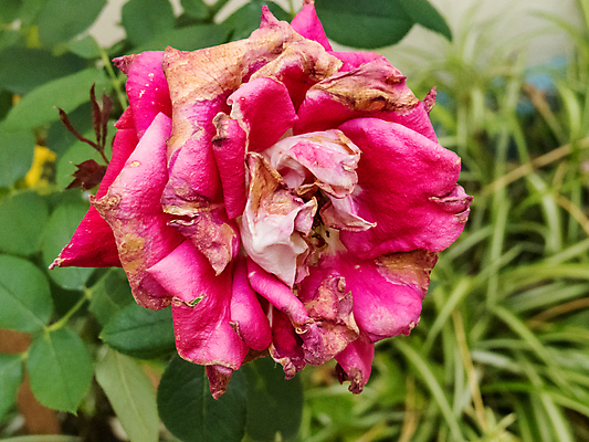 포토 JPG 해외이미지 식물 꽃잎 꽃 꽃다발 백그라운드 잎 꽃무늬 자연 건조 사랑 사람없음 야외 장식 빨간색 여름 장미 벚꽃 죽음 닫기 심볼 향수 시들음 내추럴 고립 옛날 해외포토 계절 감정 컬러 무늬 모션 화장품 생태계 파일형식 이미지허브