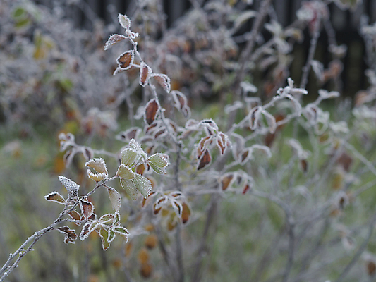 포토 JPG 해외이미지 나무 식물 계절 백그라운드 잎 크리스마스 겨울 패턴 오렌지 자연 아침 날씨 추상 사람없음 야외 장식 초록색 컬러풀 냉동 얼음 추위 가을 흰색 나뭇가지 숲 12월 11월 크리스탈 묘사 질감 서리 내추럴 반투명 눈내림 해외포토 주간 자연요소 기념일 컬러 무늬 과일 눈_날씨 날짜 광석 생태계 파일형식 이미지허브