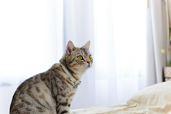 포토 JPG 해외이미지 동물 1 응시 얼굴 백그라운드 오렌지 포유류 수염 털 사람없음 초록색 반려동물 노란색 머리 검은색 고양이 침실 흰색 관찰 커튼 닫기 큼 모피 묘사 코 육식동물 얼룩무늬 생강 주목 해외포토 시선 컬러 무늬 채소 과일 모션 신체부위 크기 파일형식 이미지허브