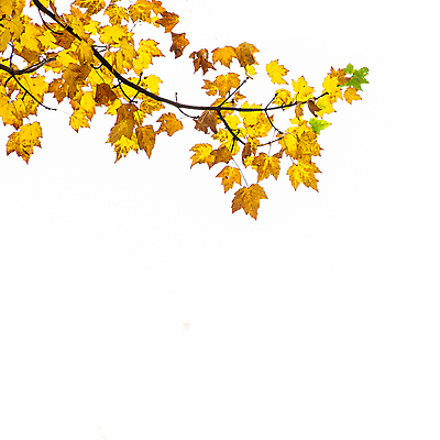 포토 JPG 해외이미지 나무 식물 계절 공원 백그라운드 컨셉 단풍 잎 자연 벽지 날씨 추상 건조 액자틀 미술 사람없음 야외 초록색 컬러풀 갈색 노란색 환경 활발 가을 흰색 나뭇가지 황금 떨어짐 숲 11월 묘사 질감 내추럴 고립 목업 카피스페이스 해외포토 공공시설 컬러 액자 무늬 문화예술 틀 공백 날짜 생태계 파일형식 이미지허브