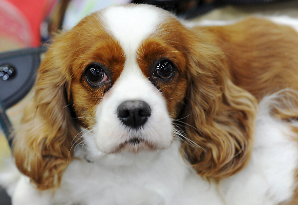 포토 JPG 해외이미지 사람없음 반려동물 개 솜털 해외포토 동물 포유류 파일형식 이미지허브