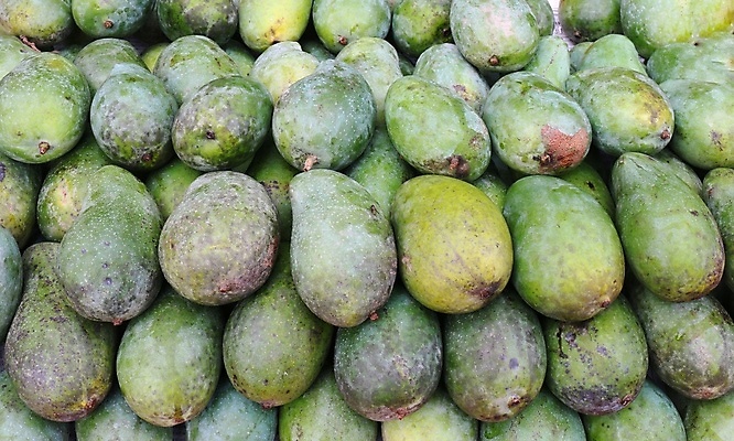 포토 JPG 해외이미지 식물 조각 잎 패턴 농업 다이어트 과일 재료 자연 추상 디저트 귤 건강 사람없음 초록색 노란색 주스 신선 시장 달콤 맛 아침식사 자르기 먹기 오브젝트 싱글 상쾌 유기농 날것 망고 내추럴 숙성 채식주의자 해외포토 웰빙 감정 산업 음료 음식 컬러 컨셉 무늬 모션 식사 열대과일 생태계 채식 파일형식 이미지허브