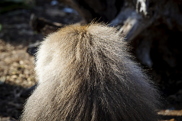 포토 JPG 해외이미지 동물 남자 얼굴 야생동물 휴식 털 사람없음 빨간색 갈색 흰색 원숭이 큼 망토 모피 코 갈기 유인원 해외포토 컬러 컨셉 포유류 사람 신체부위 크기 파일형식 이미지허브