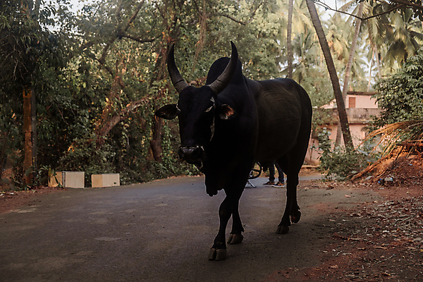 포토 JPG 해외이미지 나무 한마리 도로 농업 포유류 교통시설 사람없음 야외 세로 초록색 컬러풀 걷기 가축 소 인도네시아 해외포토 식물 동물 1 산업 아시아 길 컬러 교통 모션 시설 파일형식 이미지허브